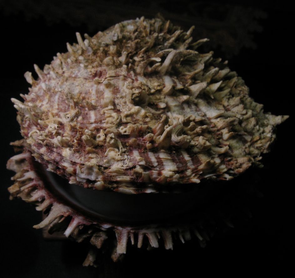 Spondylus spinosus (Schreibers, 1793)